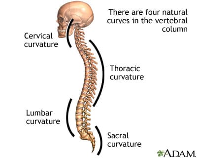 4 Spinal Curves